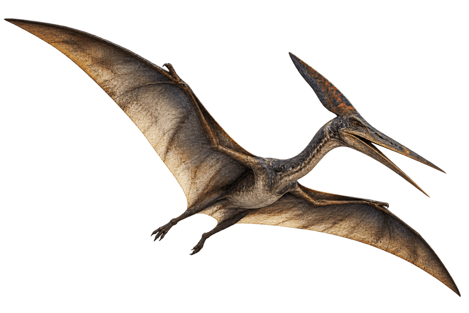 Pteranodon