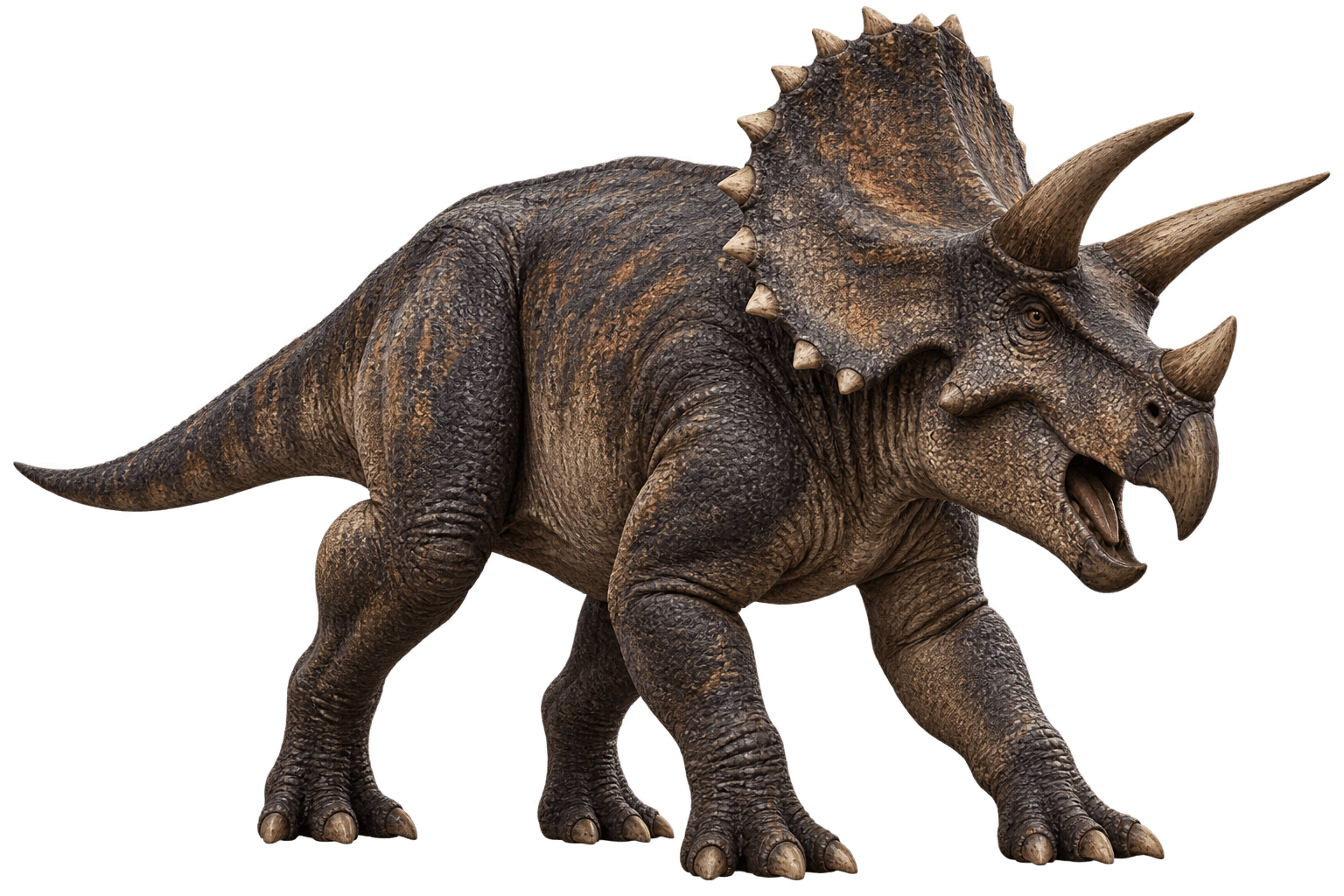 Triceratops